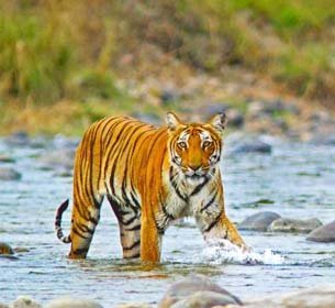 Bijrani Safari Zone Corbett