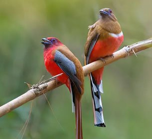 Bird Watching in Jim Corbett