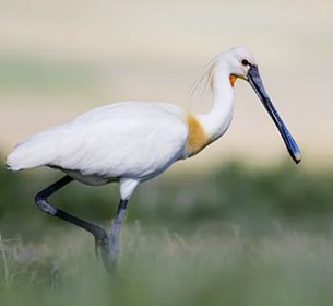 Corbett Bird Watching