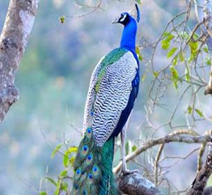 Corbett Garjia Safari