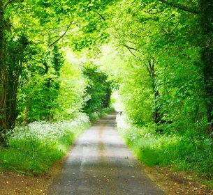 Corbett Safari Phato Zone