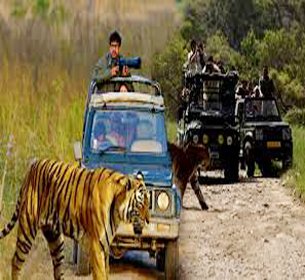 Corbett Sitabani Safari