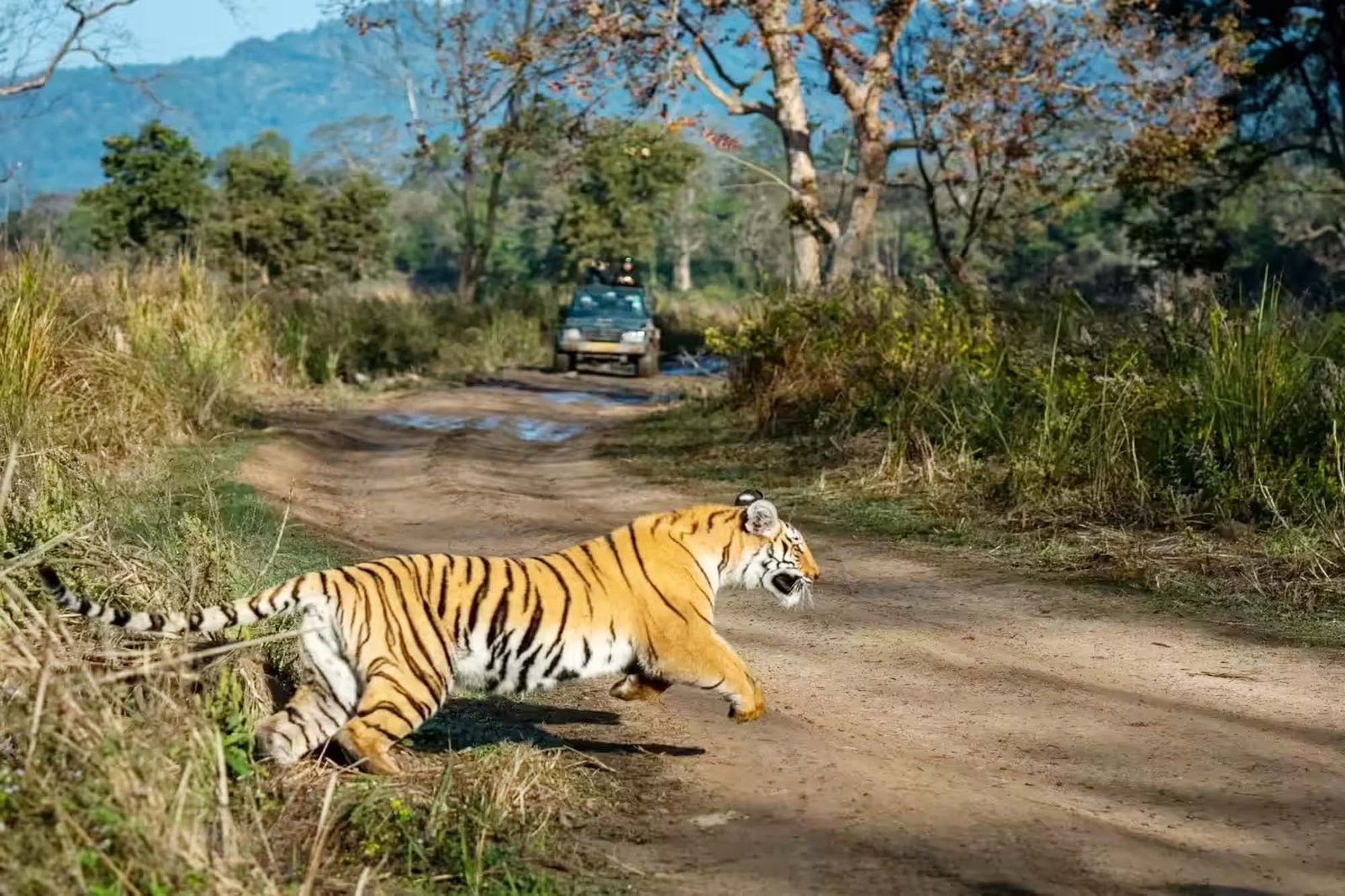 Dhikala Zone Corbett