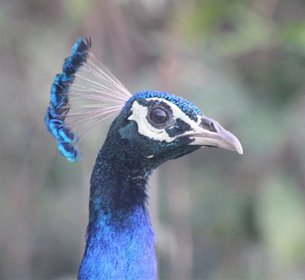 Durga Devi Safari Zone