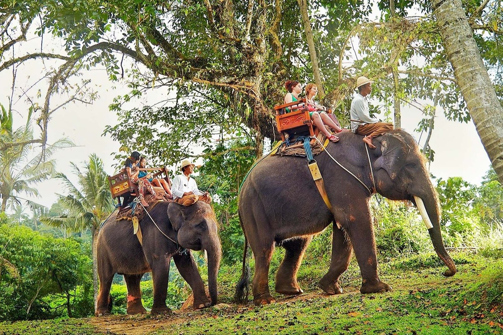 Elephant Safari