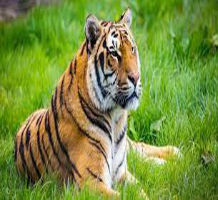 Garjia Safari Corbett