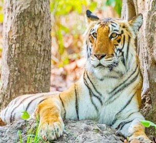 Jhirna Safari Zone Gallery