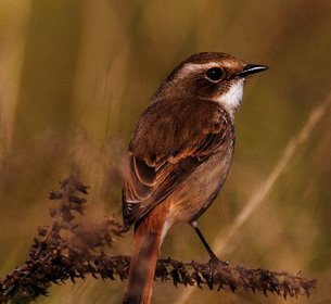 Sitabani Safari Corbett